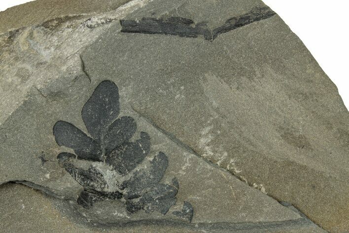 Pennsylvanian Fossil Flora Plate - Kentucky #255675